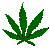cannabis